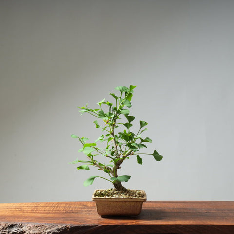 Ginkgo Bonsai #24 - Bonsaify