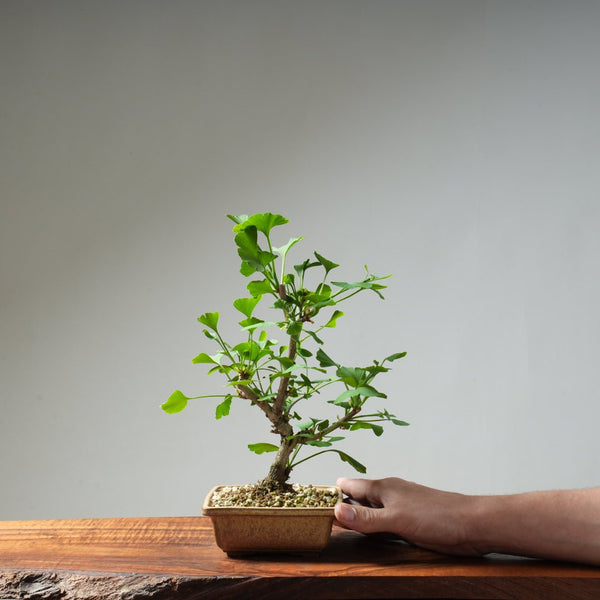 Ginkgo Bonsai #24 - Bonsaify