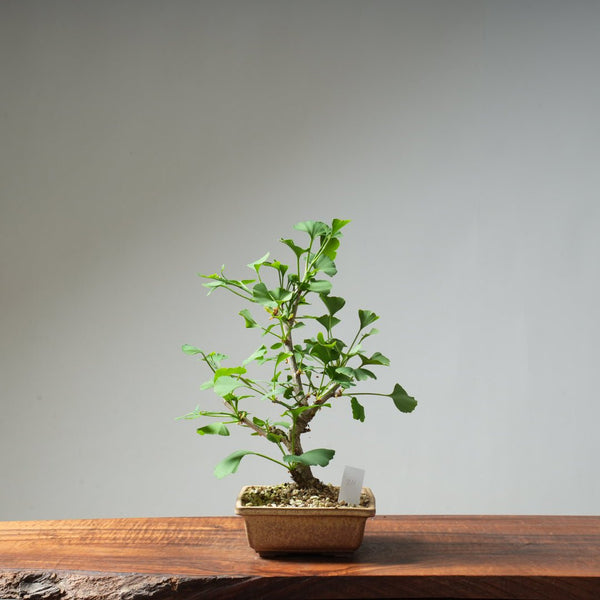 Ginkgo Bonsai #24 - Bonsaify