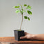 Ginkgo Bonsai Starters - Bonsaify