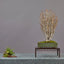 Ginkgo Bonsai Starters - Bonsaify