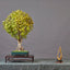 Ginkgo Bonsai Starters - Bonsaify