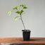 Ginkgo Bonsai Starters - Bonsaify