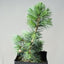 Green Atlas Cedar 2 - Year Old Bonsai Starters - Bonsaify