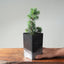 Green Atlas Cedar 2 - Year Old Bonsai Starters - Bonsaify