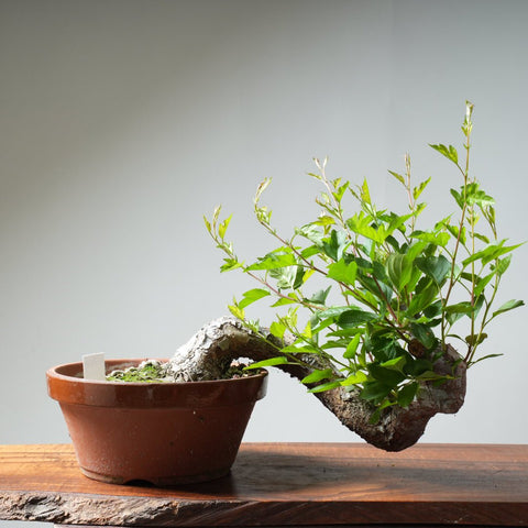 Halls Crabapple Bonsai 355 - Bonsaify