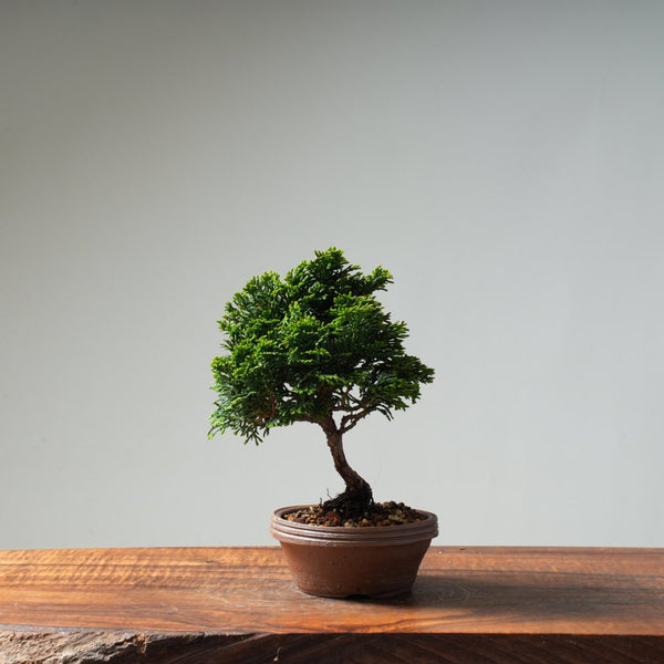 Hinoki Cypress 'Renzan' #18 - Bonsaify