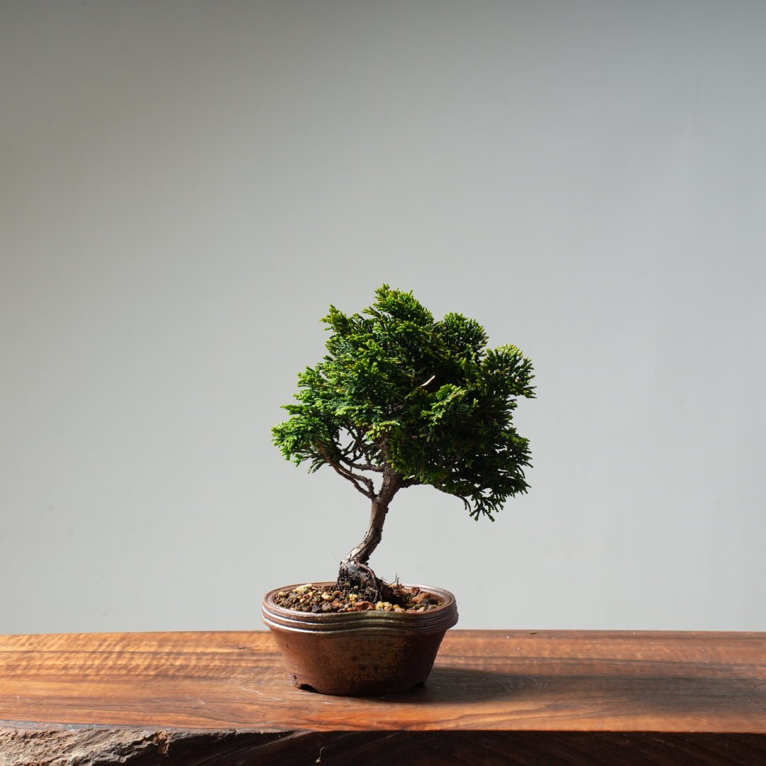 Hinoki Cypress 'Renzan' #18 - Bonsaify
