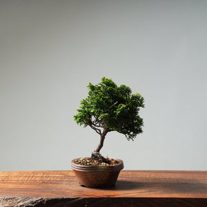 Hinoki Cypress 'Renzan' #18 - Bonsaify