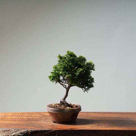 Hinoki Cypress 'Renzan' #18 - Bonsaify