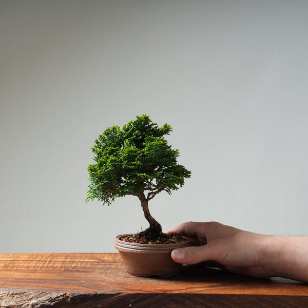Hinoki Cypress 'Renzan' #18 - Bonsaify