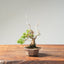 Itoigawa Juniper Bonsai 1166 - Bonsaify