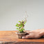 Itoigawa Juniper Bonsai 1166 - Bonsaify