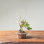 Itoigawa Juniper Bonsai 1166 - Bonsaify