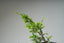 Itoigawa Juniper One - Year - Old Starters - Bonsaify