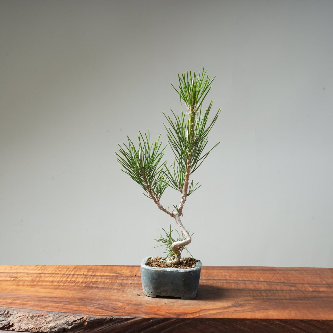 Japanese Black Pine #025 - Bonsaify