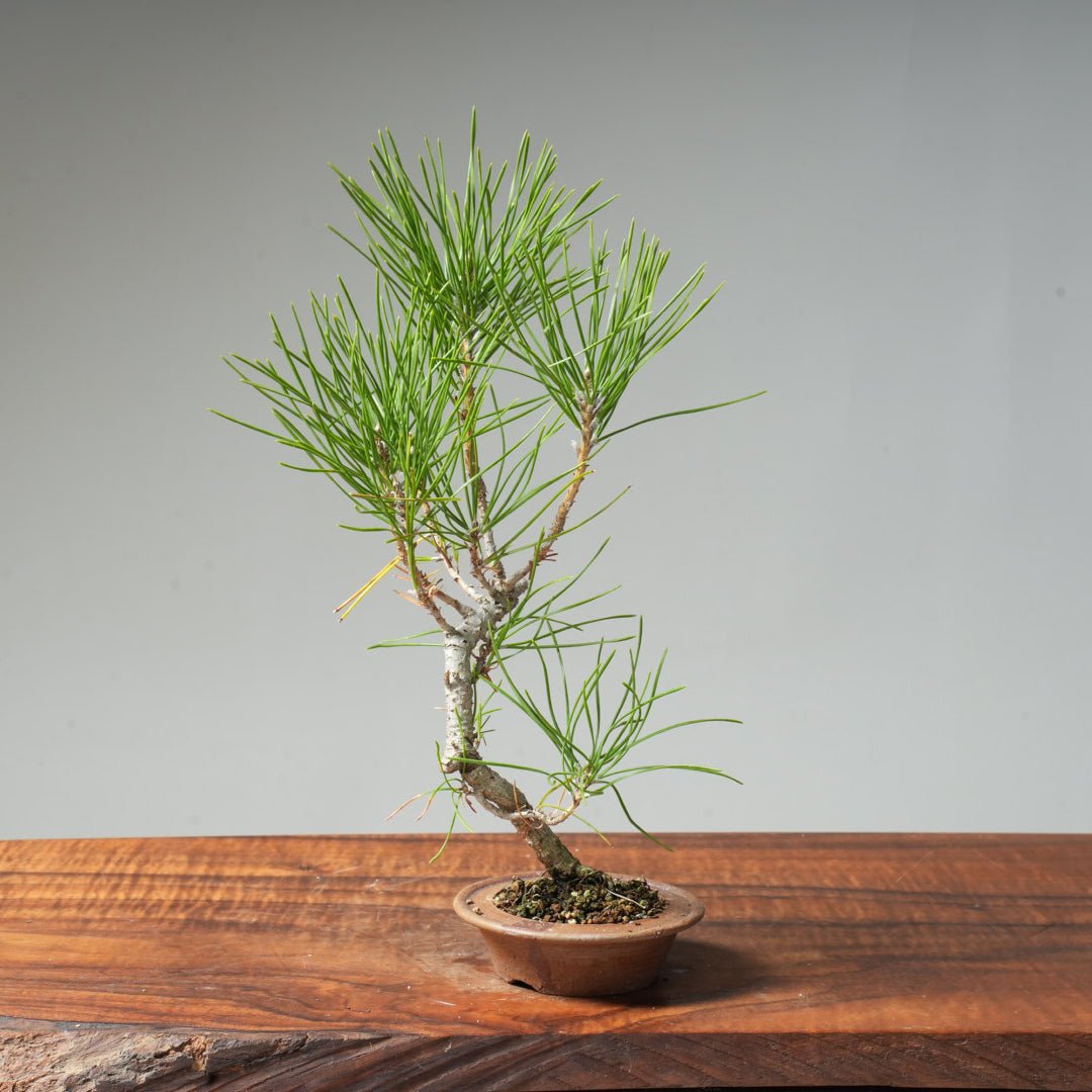Japanese Black Pine #036 - Bonsaify