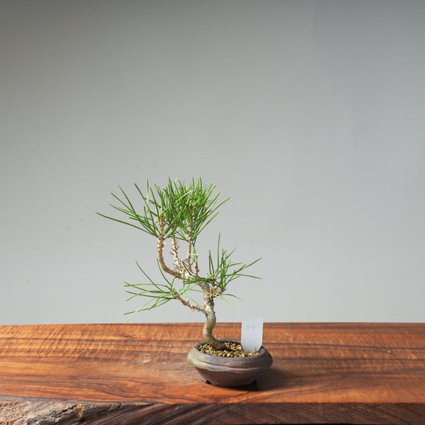 Japanese Black Pine #39 - Bonsaify