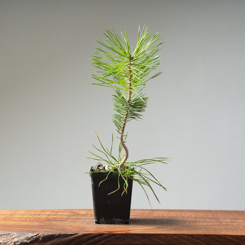 Japanese Black Pine 407 - Bonsaify