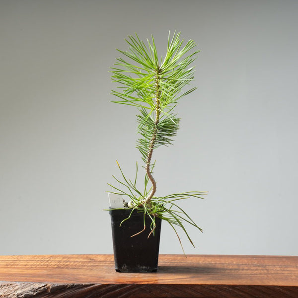 Japanese Black Pine 407 - Bonsaify