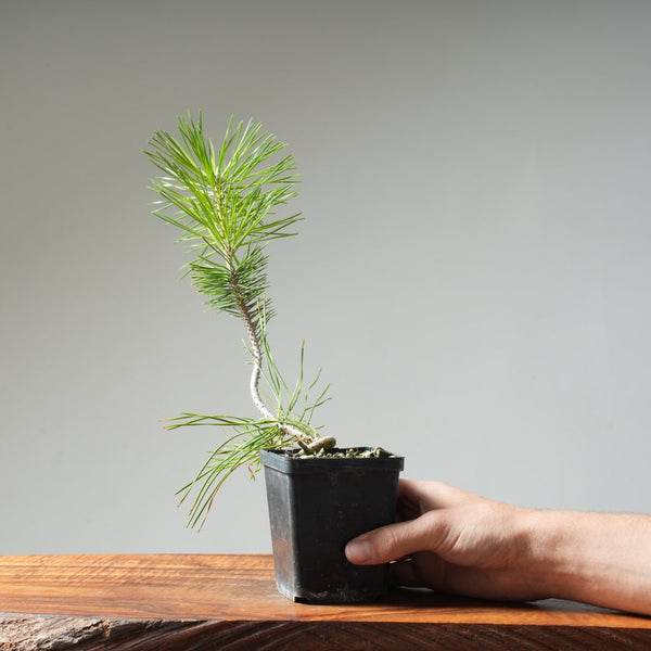 Japanese Black Pine 407 - Bonsaify