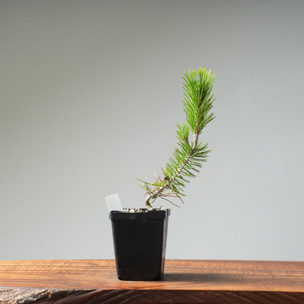 Japanese Black Pine 408 - Bonsaify
