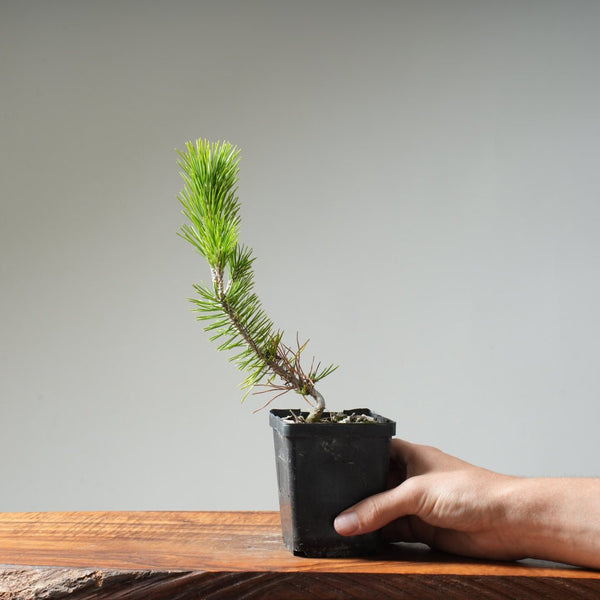 Japanese Black Pine 408 - Bonsaify
