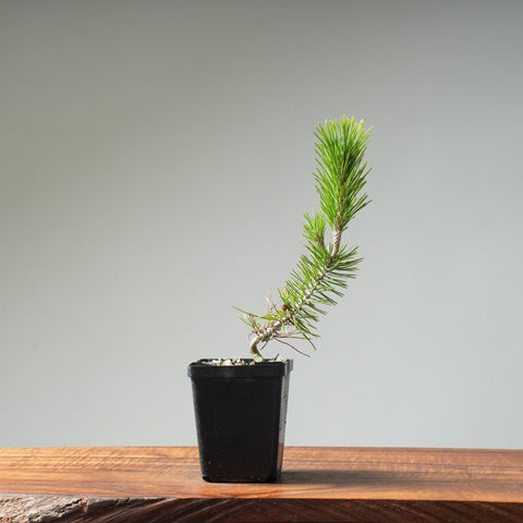 Japanese Black Pine 408 - Bonsaify