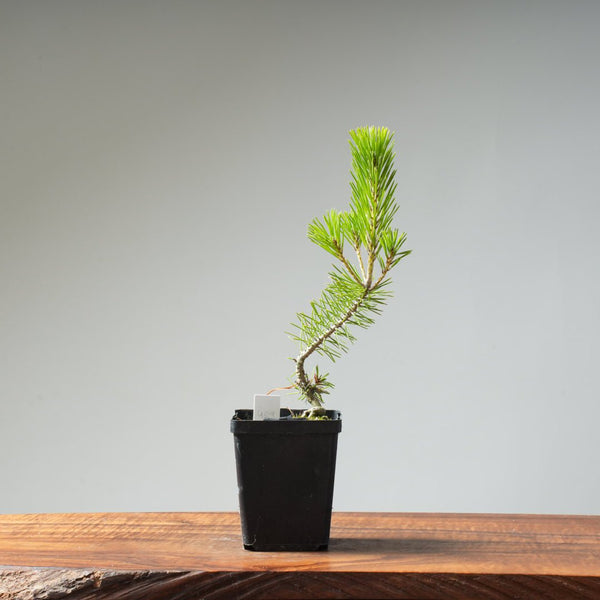 Japanese Black Pine 409 - Bonsaify