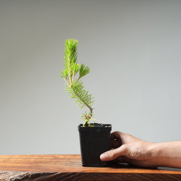 Japanese Black Pine 409 - Bonsaify