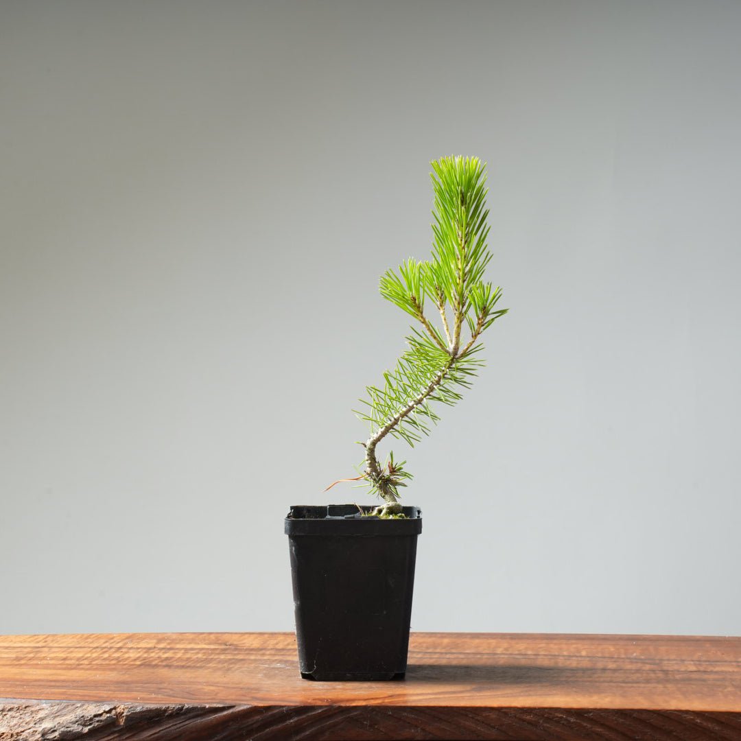Japanese Black Pine 409 - Bonsaify