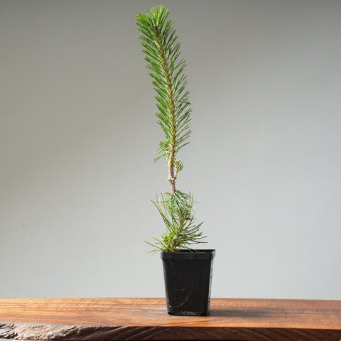 Japanese Black Pine 410 - Bonsaify