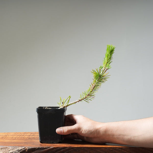 Japanese Black Pine 411 - Bonsaify