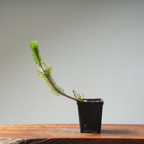 Japanese Black Pine 411 - Bonsaify