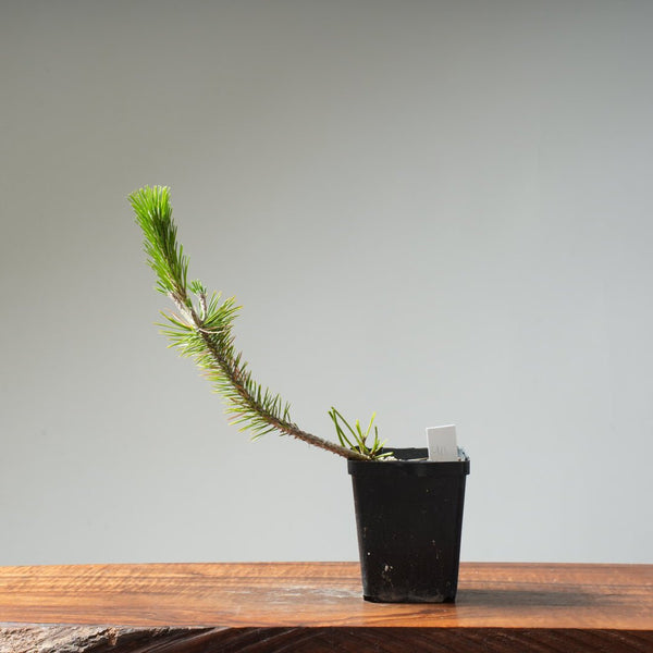 Japanese Black Pine 411 - Bonsaify