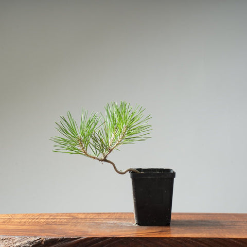 Japanese Black Pine 412 - Bonsaify