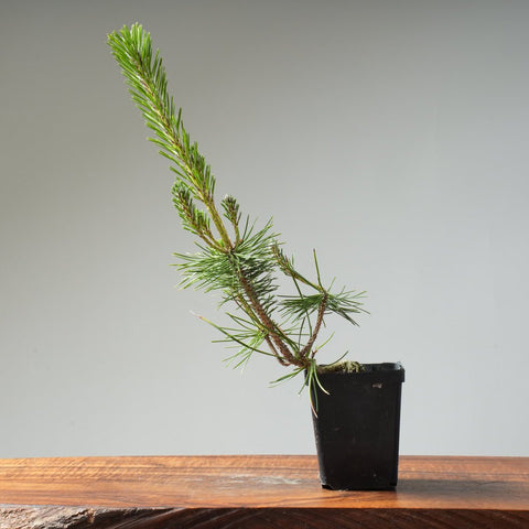 Japanese Black Pine 413 - Bonsaify
