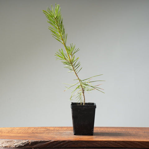 Japanese Black Pine 414 - Bonsaify
