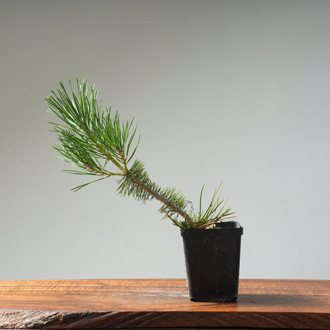 Japanese Black Pine 415 - Bonsaify