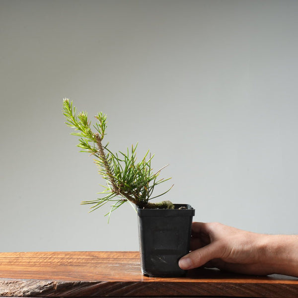 Japanese Black Pine 416 - Bonsaify
