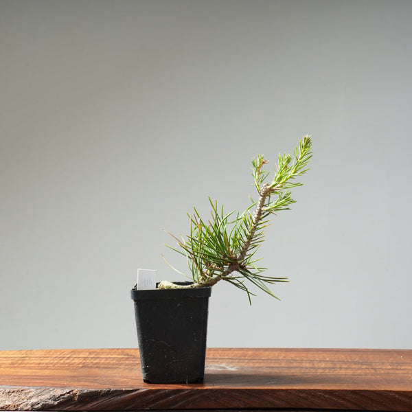 Japanese Black Pine 416 - Bonsaify