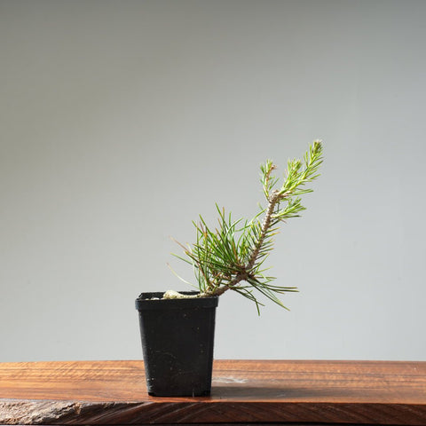 Japanese Black Pine 416 - Bonsaify