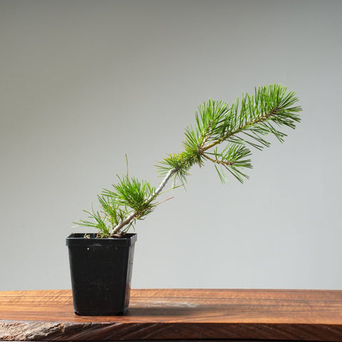 Japanese Black Pine 417 - Bonsaify