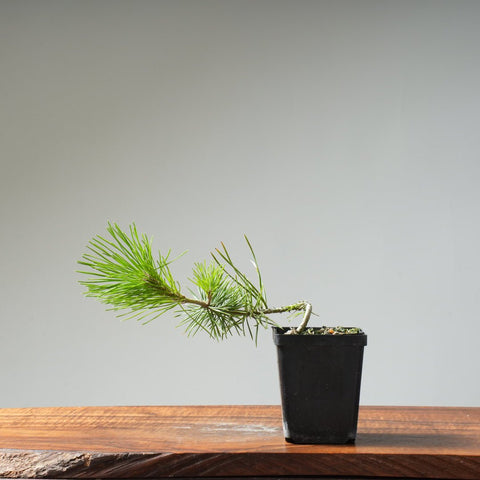 Japanese Black Pine 419 - Bonsaify