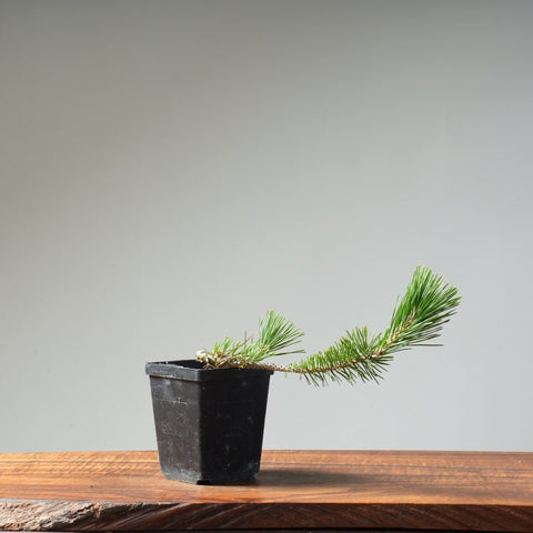 Japanese Black Pine 420 - Bonsaify