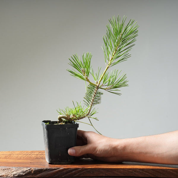 Japanese Black Pine 421 - Bonsaify