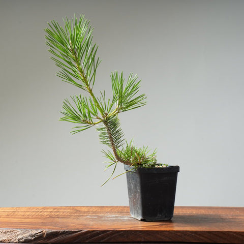 Japanese Black Pine 421 - Bonsaify