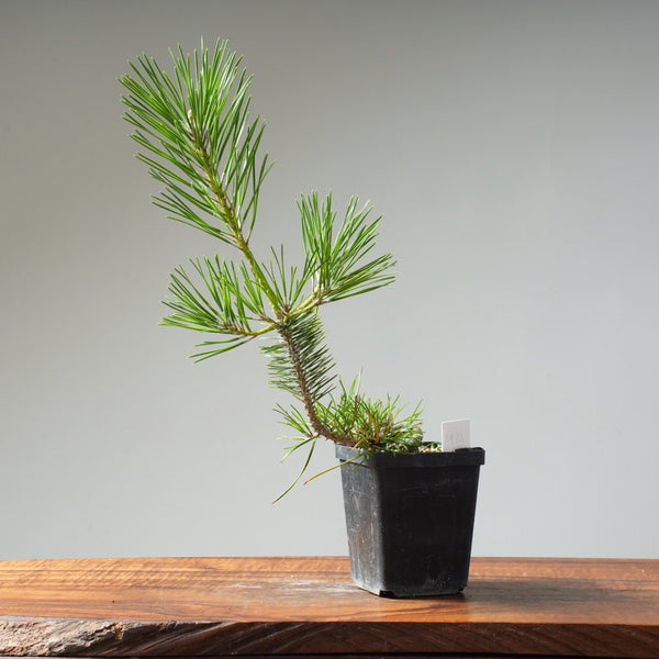 Japanese Black Pine 421 - Bonsaify