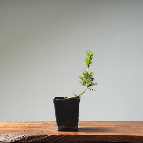 Japanese Black Pine 422 - Bonsaify