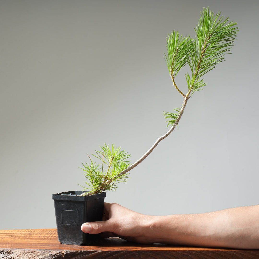Japanese Black Pine 424 - Bonsaify